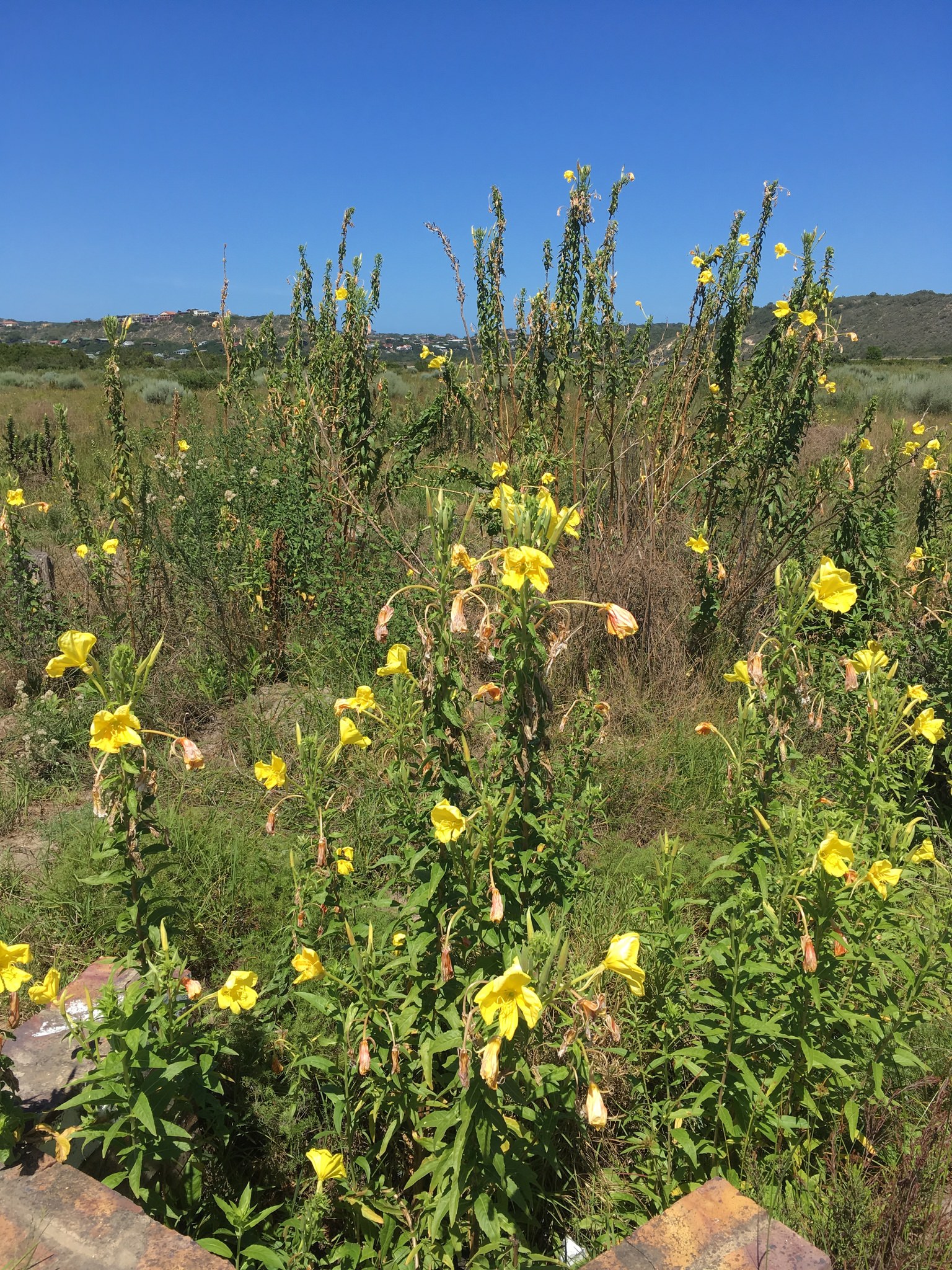 Oenothera biennis